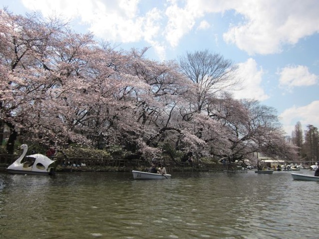 2015年の花見はココ！東京の桜の名所8選