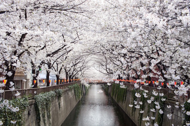 2015年の花見はココ！東京の桜の名所8選