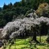 神奈川県の桜の名所