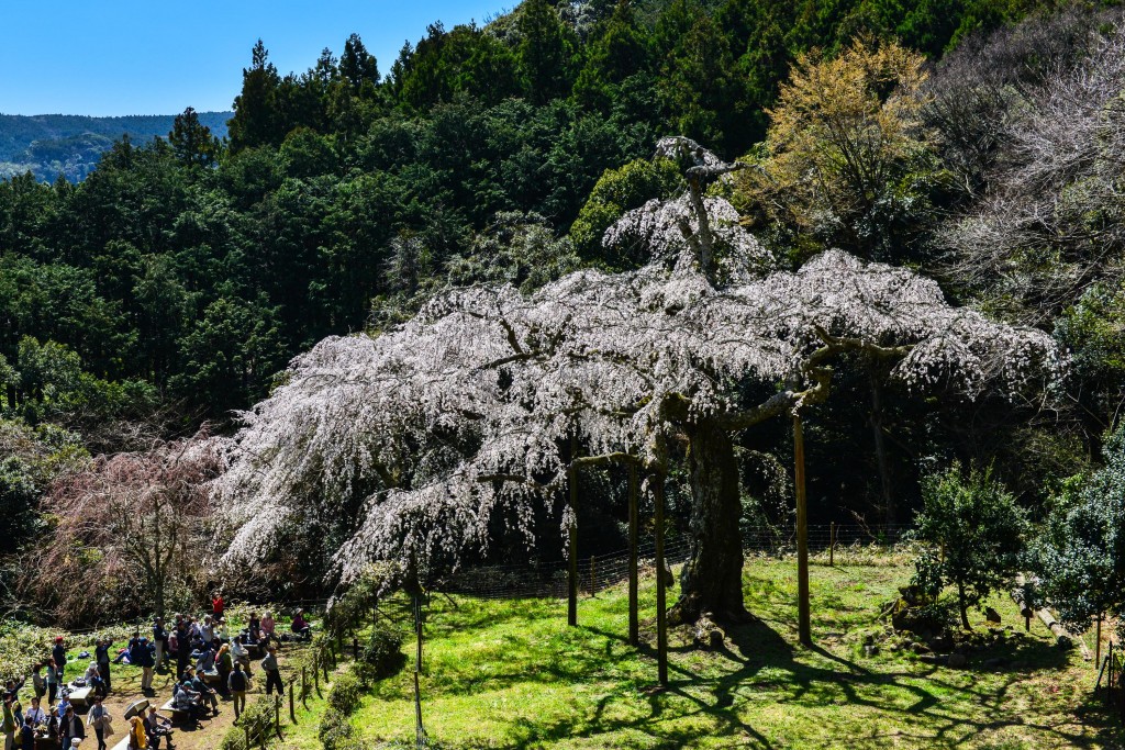 神奈川県の桜の名所