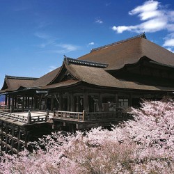 京都の桜名所